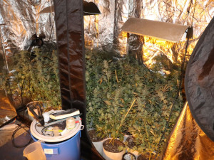 Policie na Šumpersku náhodou odhalila pěstírnu konopí. Našla téměř sto padesát rostlin