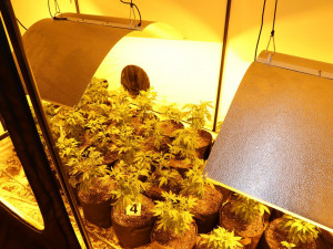 Policie na Šumpersku náhodou odhalila pěstírnu konopí. Našla téměř sto padesát rostlin