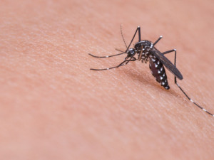 Sezona komárů začíná, přeje jim teplé počasí. Kalamitu hygienici neočekávají