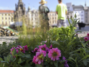 Květinová výzdoba na olomouckém Horním náměstí