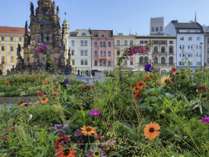 Květinová výzdoba na olomouckém Horním náměstí