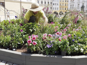 Květinová výzdoba na olomouckém Horním náměstí