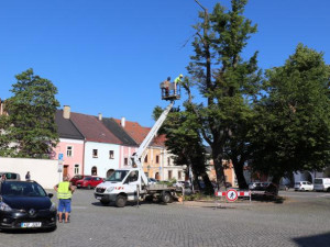 Staré lípy na náměstí v Přerově čeká kácení. Nových stromů bude méně