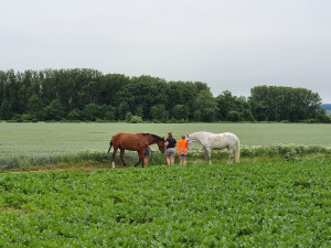 Na dálnici u Olomouce hasiči po nehodě honili dva koně. Provoz více než hodinu stál