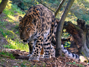Vzácný levhart mandžuský si zvyká v Zoo na Svatém Kopečku. Brzy se ukáže návštěvníkům