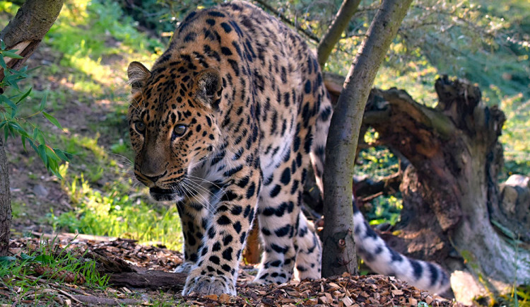 Levhart mandžuský - ilustrační foto