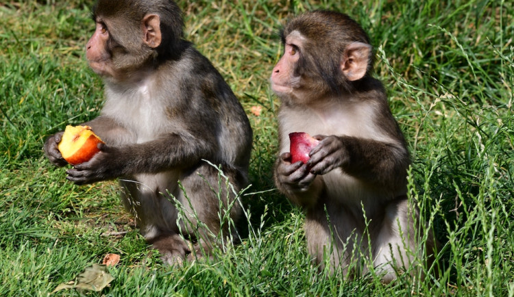 Skupinka chronických útěkářů se rozrostla. V Olomoucké zoo se narodila dvojice makaků