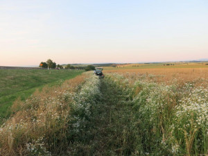 Mladý řidič chtěl vyhnat vosu z auta, přerazil značku a sjel z dálnice