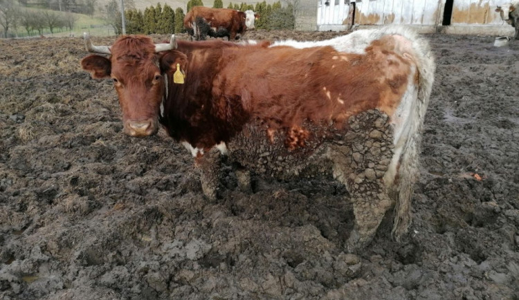 Soud vyslechl svědky v případu údajného týrání zvířat na farmě. Je to výmysl k pošpinění jména, říká majitel.