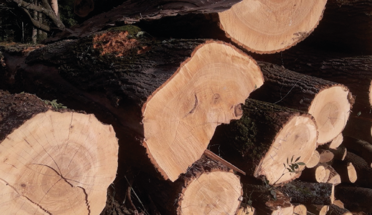 Olomoucké arcibiskupství věnuje dřevo na obnovu tornádem zničeného kostela