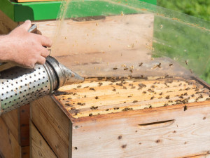 Fakultní nemocnice Olomouc má vlastní med, včelí úly stojí přímo v jejím areálu.