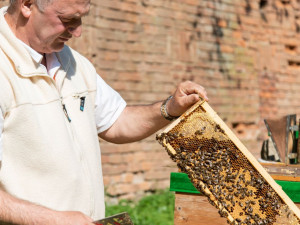 Fakultní nemocnice Olomouc má vlastní med, včelí úly stojí přímo v jejím areálu.