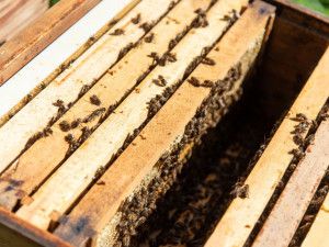 Fakultní nemocnice Olomouc má vlastní med, včelí úly stojí přímo v jejím areálu.