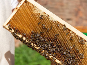 Fakultní nemocnice Olomouc má vlastní med, včelí úly stojí přímo v jejím areálu.