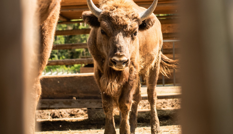 Poslední dva zubří útěkáři jsou zpět v táborské zoo. Pád stromu na výběh se podle ředitele může opakovat