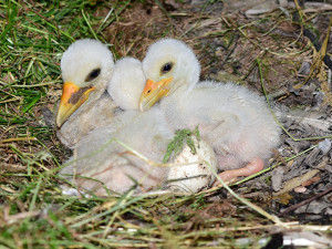 Čápi černí se v olomoucké zoologické zahradě uhnízdili na zemi vedle umělé čedičové skály ve voliéře zvané Bábovka