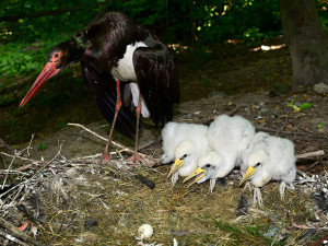 Čápi černí se v olomoucké zoologické zahradě uhnízdili na zemi vedle umělé čedičové skály ve voliéře zvané Bábovka