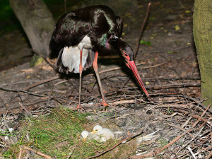 Čápi černí se v olomoucké zoologické zahradě uhnízdili na zemi vedle umělé čedičové skály ve voliéře zvané Bábovka