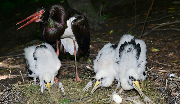 Čápi černí se v olomoucké zoologické zahradě uhnízdili na zemi vedle umělé čedičové skály ve voliéře zvané Bábovka