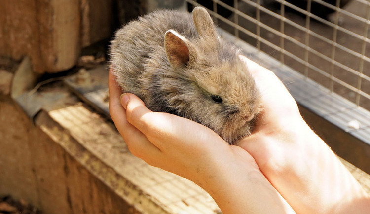 Klid pro králíky. Zoo Olomouc uzavřela pro návštěvníky kontaktní výběh Králíkovství