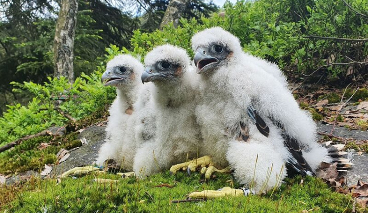 Z hnízd sokolů v Jeseníkách letos vylétlo 41 mláďat, je to rekordní počet.