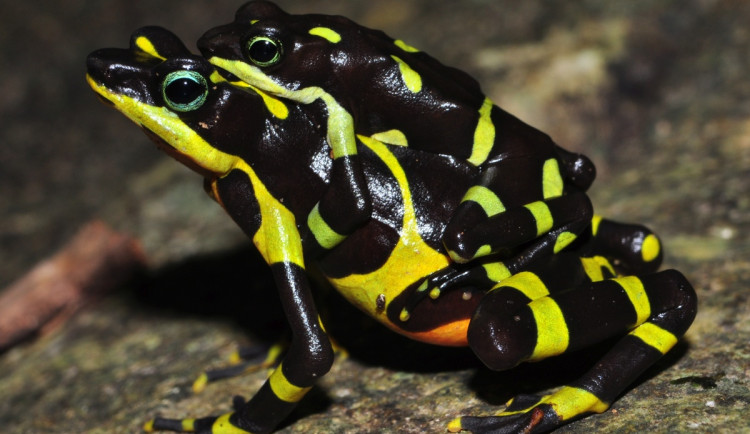 Atelopus5