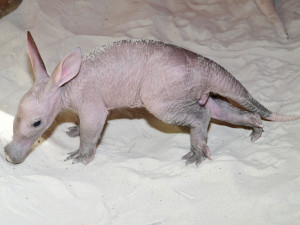 Olomoucká zoo dostala ocenění za narození mláděte vzácného hrabáče kapského