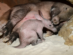 Olomoucká zoo dostala ocenění za narození mláděte vzácného hrabáče kapského