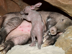 Olomoucká zoo dostala ocenění za narození mláděte vzácného hrabáče kapského