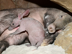 Olomoucká zoo dostala ocenění za narození mláděte vzácného hrabáče kapského