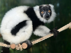 lemur