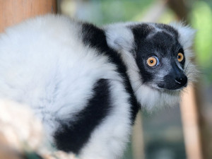 lemur