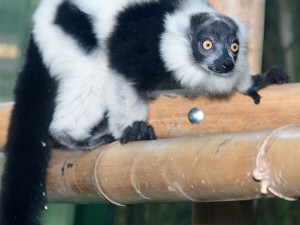 lemur