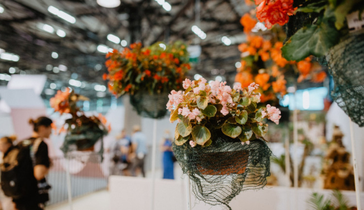 Letní Flora Olomouc připomene léčivou moc přírody i visuté zahrady