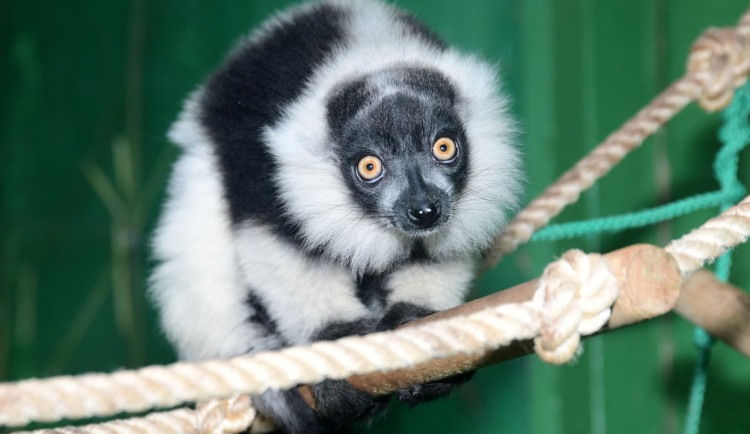 lemur 3