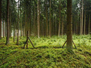 Lesy na Libavé ožívají po kalamitě. Pestrý porost založilo 50 milionů sazenic
