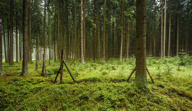 V oblasti Libavé sázeli lesníci po kalamitě 12 až 13 milionů stromů ročně - ilustrační foto