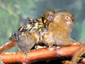 V olomoucké zoo je možno vidět mláďata nejmenších opic na světě, kosmanů zakrslých