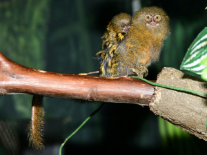 V olomoucké zoo je možno vidět mláďata nejmenších opic na světě, kosmanů zakrslých