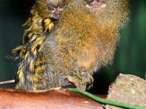 V olomoucké zoo je možno vidět mláďata nejmenších opic na světě, kosmanů zakrslých
