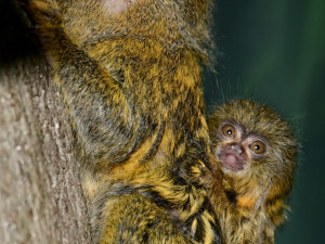 V olomoucké zoo je možno vidět mláďata nejmenších opic na světě, kosmanů zakrslých