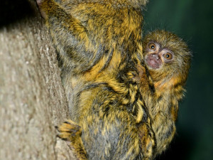 V olomoucké zoo je možno vidět mláďata nejmenších opic na světě, kosmanů zakrslých