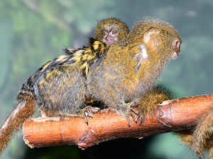 V olomoucké zoo je možno vidět mláďata nejmenších opic na světě, kosmanů zakrslých