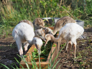 Neumí lítat, ale oplodní až patnáct samic. Nandu pampový je táta na plný úvazek
