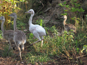 Neumí lítat, ale oplodní až patnáct samic. Nandu pampový je táta na plný úvazek