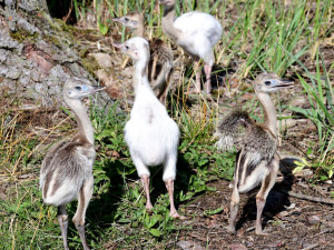 Neumí lítat, ale oplodní až patnáct samic. Nandu pampový je táta na plný úvazek