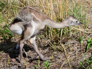 Neumí lítat, ale oplodní až patnáct samic. Nandu pampový je táta na plný úvazek