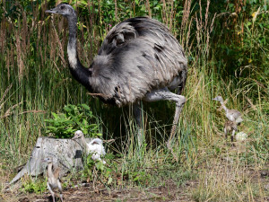 Neumí lítat, ale oplodní až patnáct samic. Nandu pampový je táta na plný úvazek