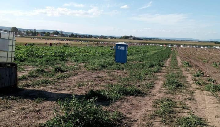Davy lidí vzaly pole útokem. Někteří odešli bez placení, jiní pěstitele fyzicky napadli