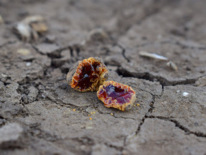 Archeologové u Němčic nad Hanou zkoumají keltskou sklářskou dílnu. Nejstarší severně od Alp